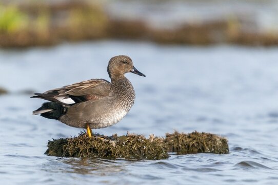 Anas Strepera, Gadwall, Mareca Strepera, Middle Duck, Schnatterente, Anatidae, Birds, Ducks, Ducks, Duckbirds, Waterbirds