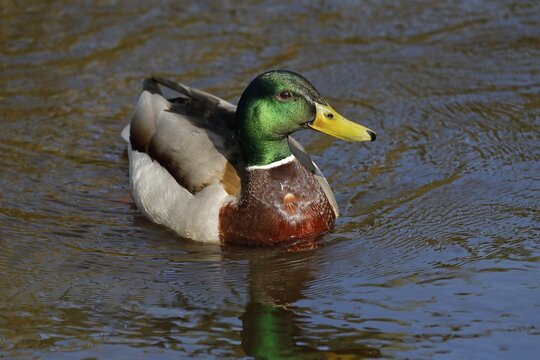 Mallard (Anas platyrhynchos), drake, male in splendour, Schleswig-Holstein, Germany