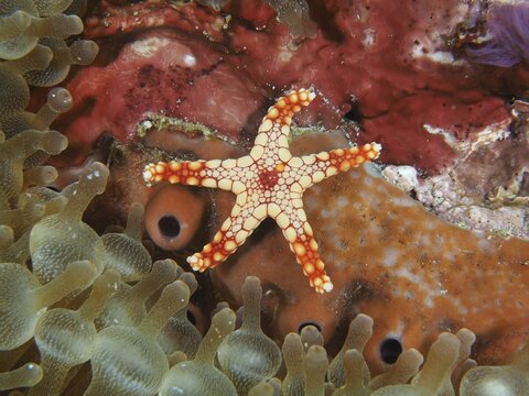 Small orange starfish, pearl starfish (Fromia monilis), surrounded by colourful corals and anemones, dive site Toyapakeh, Nusa Ceningan, Nusa Penida, Bali, Indonesia