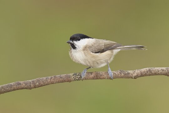 Marsh tit (Parus palustris) sitting on a branch, Wilnsdorf, North Rhine-Westphalia, Germany