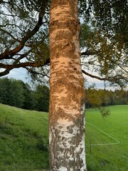 Fototapeta premium Tree with a white bark is standing in a grassy field