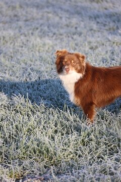 brown and white dog on frosty grass