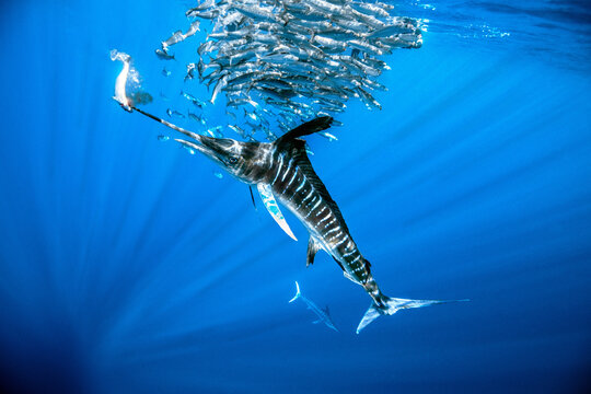 View of a striped marlin hunting a bait ball of sardines in the deep blue water of Magdalena Bay, Mexico.