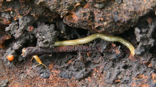 A soil centipede belonging to the order Geophilomorpha inhabits decaying wood. These centipedes have long