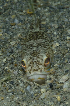 View of a weever fish partially buried in the sandy seabed of the Adriatic Sea, showing its camouflaged patterned skin and alert eyes in Croatia.