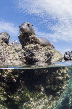 View of a sea lion resting on a rocky outcrop at Los Islotes, with a split-level perspective showing the underwater environment and the blue sky above in Baja California Sur, Mexico.