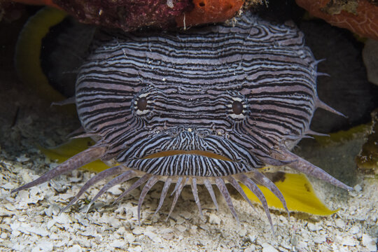 View of a Splendid Toadfish with its distinctive black and white striped pattern and yellow fins resting under a coral ledge in San Miguel de Cozumel, Quintana Roo, Mexico.