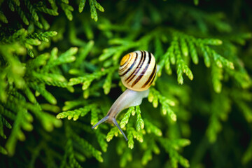 snail on green conifer in the garden © DoreenB. Photography