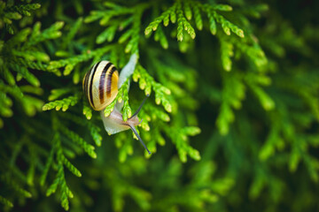 snail on green conifer in the garden © DoreenB. Photography