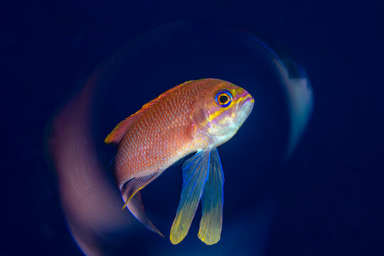 View of a colorful anthias fish swimming in the deep blue waters of the Adriatic Sea, Croatia.