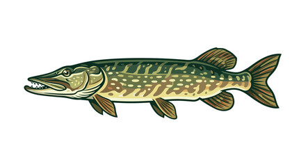 Fototapeta premium Detailed vector illustration of a wild northern pike fish predator