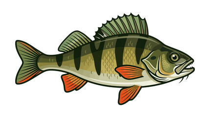 Fototapeta premium Detailed Vector Illustration of a Perch Fish with Green Stripes and Orange Fins