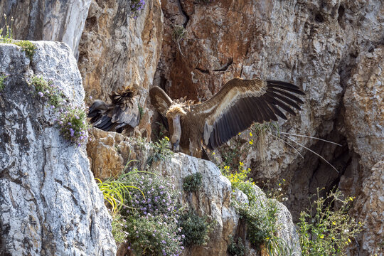 View of griffon vultures perched on a rocky cliff face with wildflowers in Croatia.