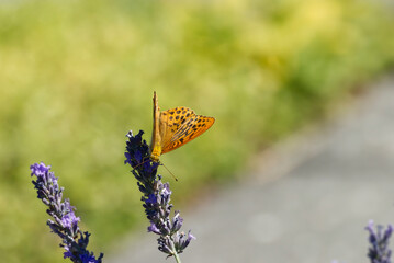 Silver-washed Fritillary butterfly (Argynnis paphia) sitting on lavender in Zurich, Switzerland © Janine