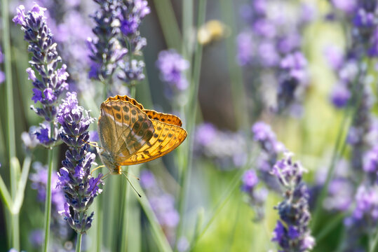 Silver-washed Fritillary butterfly (Argynnis paphia) sitting on lavender in Zurich, Switzerland
