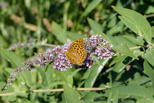 Silver-washed Fritillary (Argynnis paphia) butterfly sitting on summer lilac in Zurich, Switzerland