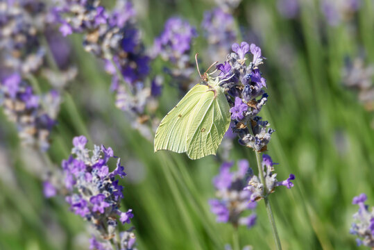 Common brimstone butterfly (Gonepteryx rhamni) sitting on lavender in Zurich, Switzerland