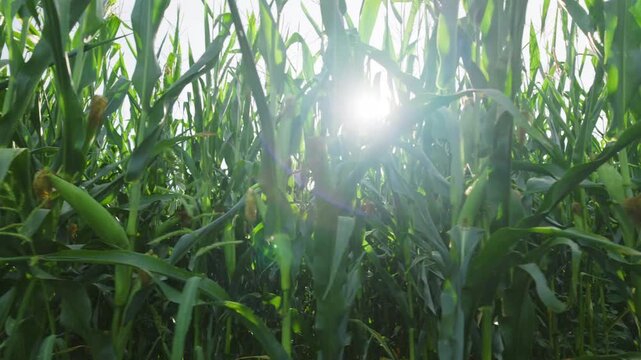 Sunlight shining through green corn field