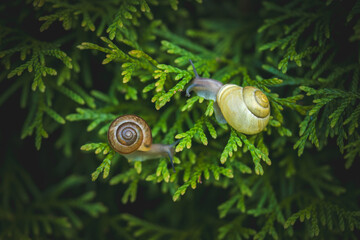 snail on green conifer in the garden © DoreenB. Photography