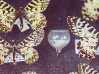 A glass jar with protective substance against pests for rare Southern Festoon butterflies in a collection. © lapis2380