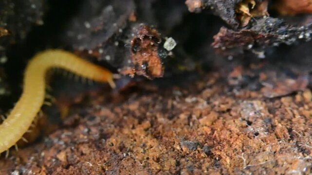 A soil centipede belonging to the order Geophilomorpha inhabits decaying wood. These centipedes have long