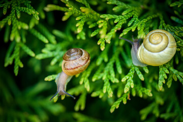 snail on green conifer in the garden © DoreenB. Photography