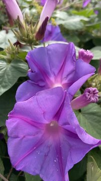 Ipomoea indica or Blue morning glory purple flowers growing wild in Tenerife, Canary Islands, Spain,4K.