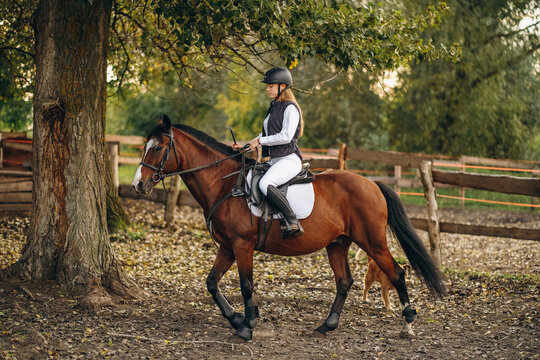 A young beautiful woman jockey is preparing for a show jumping competition. A woman rider rides a brown racehorse.