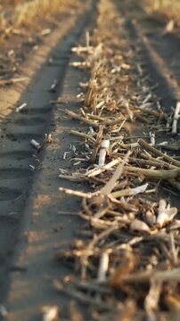 Vertical video: Camera moving, focusing on corn stubble and tire tread in field showing texture