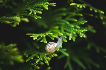 snail on green conifer in the garden © DoreenB. Photography