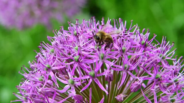 Honey bees (Apis mellifera) collect nectar and pollen from pink flowers of a plant belonging to the genus Allium (family Amaryllidaceae)