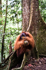 A Sumatran orangutan known locally by tour guides as “Bombai” at Bukit Lawang, North Sumatra, Indonesia. The orangutan is holding a pineapple in its right hand and a banana in its left hand while eati © Alvon