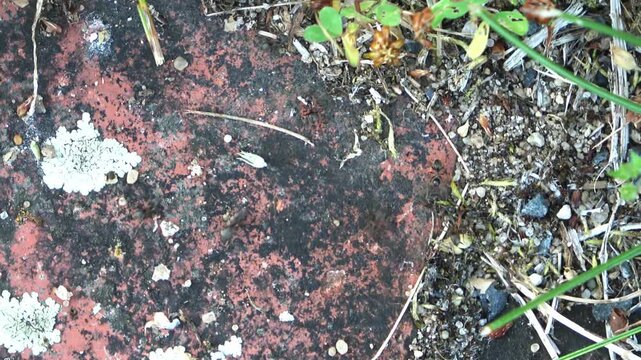 Black ants colony working together on stone
