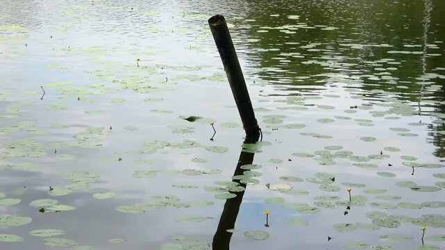Water lilies floating on a tranquil lake with reflections