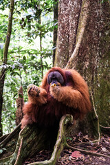 A Sumatran orangutan known locally by tour guides as “Bombai” at Bukit Lawang, North Sumatra, Indonesia. The orangutan is holding a pineapple in its right hand and a banana in its left hand while eati © Alvon