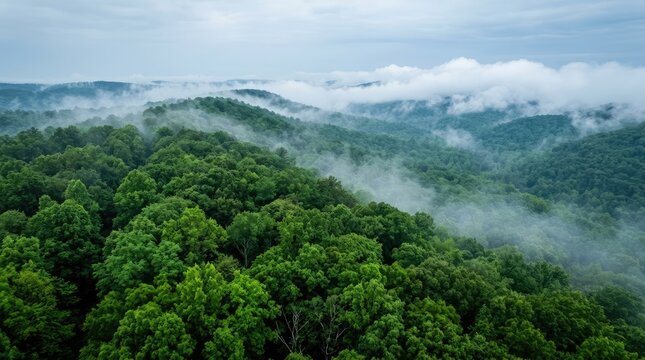 Aerial view of lush green forest landscape covered in low hanging mist and clouds on a cloudy day