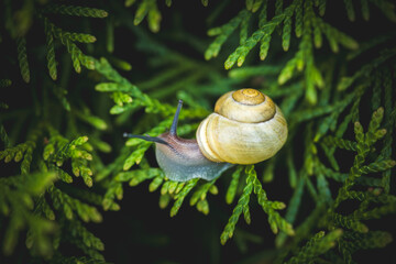 snail on green conifer in the garden © DoreenB. Photography