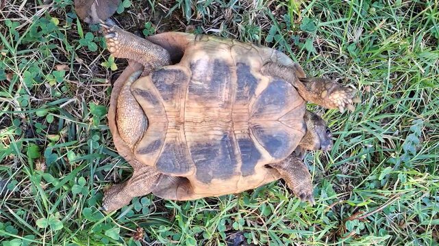 Small tortoise stuck upside down on grass being helped to flip back on its feet by human hand
