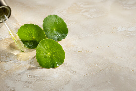Fresh centella asiatica leaves beside clear glass serum pipette