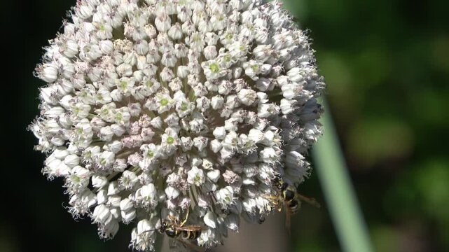 Wasps and hoverflies pollinating a white allium flower