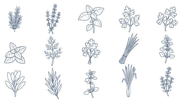 Hand drawn culinary herbs line art vector icon set with names