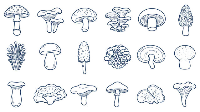 Hand drawn edible and wild mushroom line art vector icon set