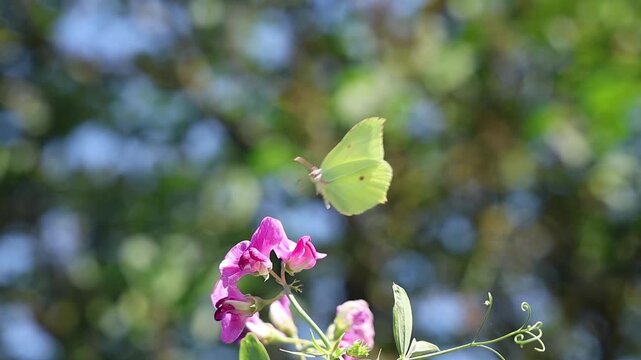 Slow motion common brimstone butterfly flying from a purple flower