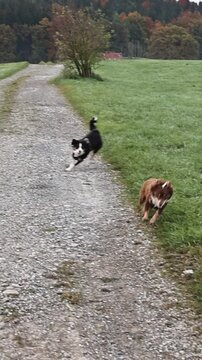 Two dogs are running in a field