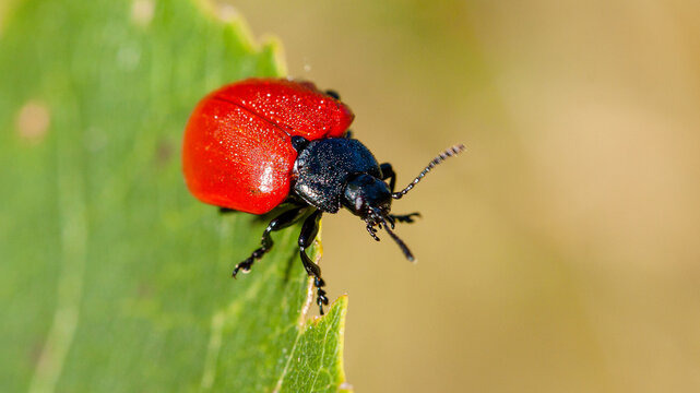 red bug on a green leaf