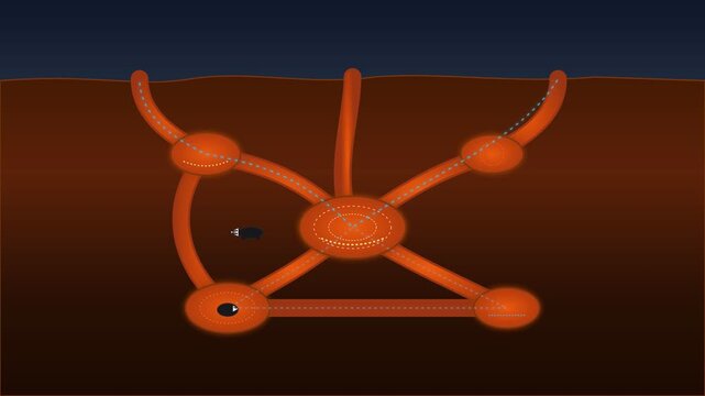 Illustration of underground roots network and tunnel system in brown soil