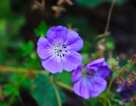 lila Bl&uuml;te des Storchschnabel