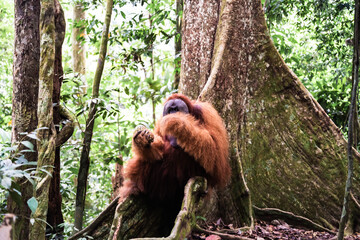 A Sumatran orangutan known locally by tour guides as “Bombai” at Bukit Lawang, North Sumatra, Indonesia. The orangutan is holding a pineapple in its right hand and a banana in its left hand while eati © Alvon