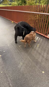 Two dogs are playing on a wet sidewalk