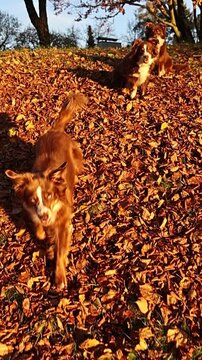 Three dogs are sitting on a pile of leaves